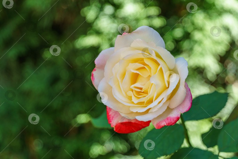 Скачать Нежный крупный план прекрасной розы Double Delight. Роскошная фиолетовая роза с желтой сердцевиной. Лирический портрет на темном размытом фоне изумрудной зелени. Выборочный фокус. фотосток Ozero