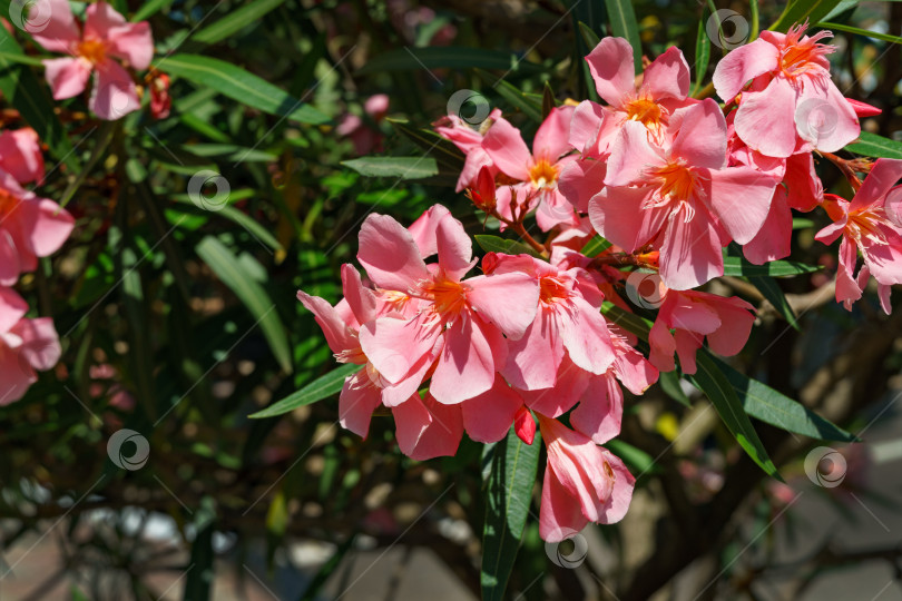 Скачать Крупный план цветка розового олеандра (Nerium oleander). Цветение дерева Nerium oleander flowers. Розовые цветы на кустарнике в центре города-курорта Сочи. Токсичен во всех своих проявлениях. фотосток Ozero