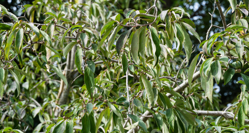 Скачать Вечнозеленые листья и плоды кизила Бентама (Cornus capitata) или гималайского вечнозеленого кизила. Крупный план ветки гималайской земляники в дендрарии Парка южных культур в Сириусе (Адлер) фотосток Ozero