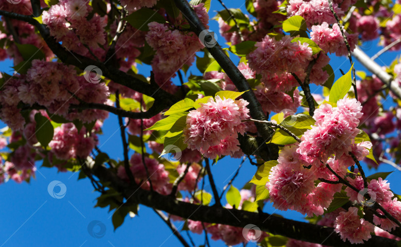 Скачать Розовые цветы Prunus 'Kanzan' (Prunus serrulata или Prunus lannesiana) крупным планом в городском парке Краснодара. Парк Галицкого весной 2021 года. Цветы японской вишни в качестве фона для обоев. Выборочный фокус фотосток Ozero