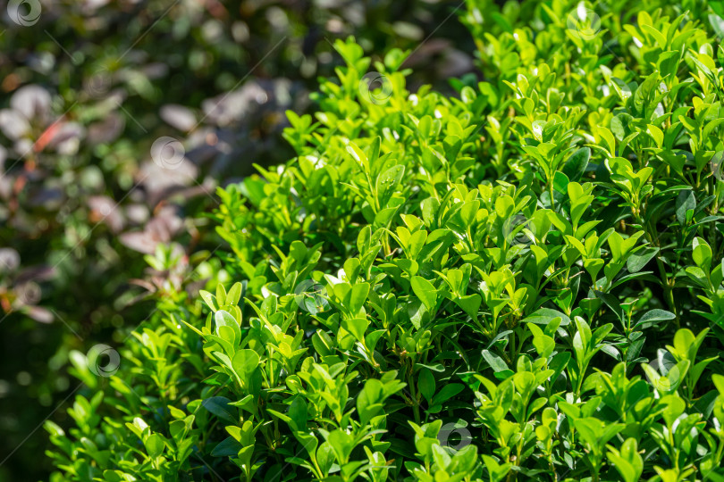 Скачать Самшит Buxus sempervirens или европейский самшит в ландшафтном саду. Кусты самшита Buxus sempervirens со светло-зелеными молодыми листьями. Место для вашего текста. фотосток Ozero