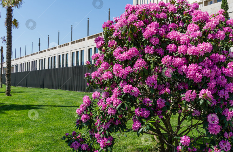 Скачать Розово-фиолетовые цветы рододендрона 'Roseum Elegans' (гибрид catawbiense) распускаются в общественном ландшафтном городском парке "Краснодар" или "Галицкий". Большая розовая цветущая азалия на фоне стадиона "Краснодар". фотосток Ozero