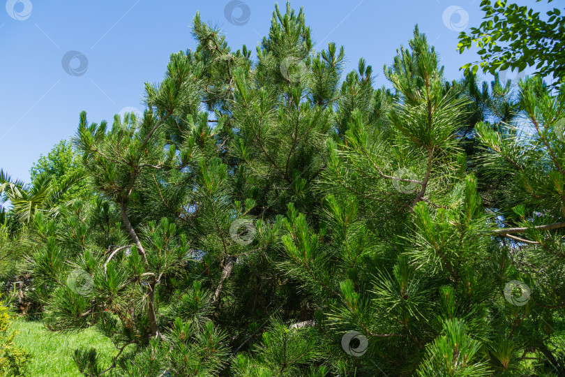 Скачать Pinus radiata, сосна Монтерея или сосна инсигнис. Ветви сосны крупным планом. Солнечный день в весеннем дендрарии Парка южных культур в Сириусе (Адлер), Сочи. фотосток Ozero