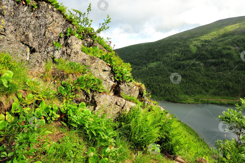 Скачать Трава и кусты на склоне крутого утеса с видом на большое озеро в низине в пасмурный летний день. фотосток Ozero