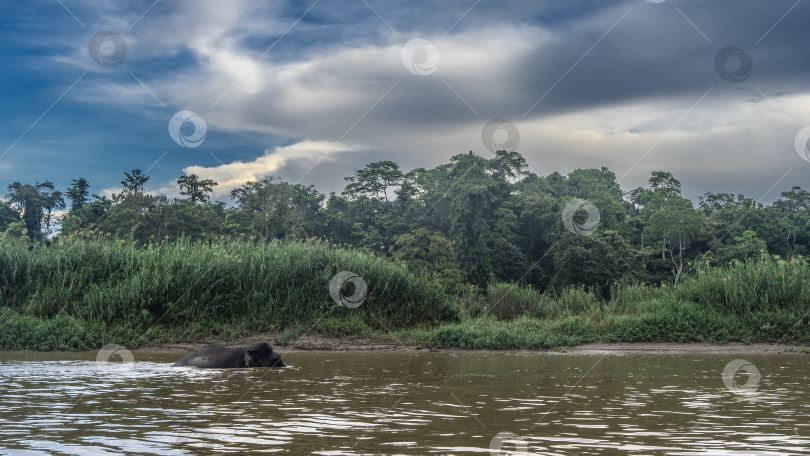 Скачать Карликовый слон с Борнео бродит по реке. фотосток Ozero