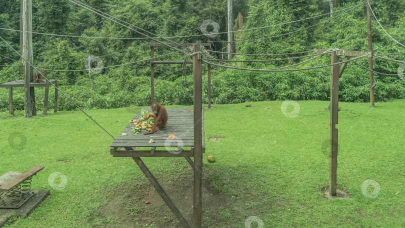 Скачать Кормление в реабилитационном центре для орангутангов Сепилок фотосток Ozero