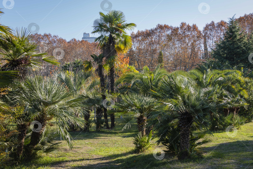Скачать Молодые китайские пальмы-ветряки (Trachycarpus fortunei) или пальмы Чусан в кооперативном парке недалеко от морского торгового порта Сочи. на заднем плане две высокие пальмы. Природная концепция дизайна парка. фотосток Ozero