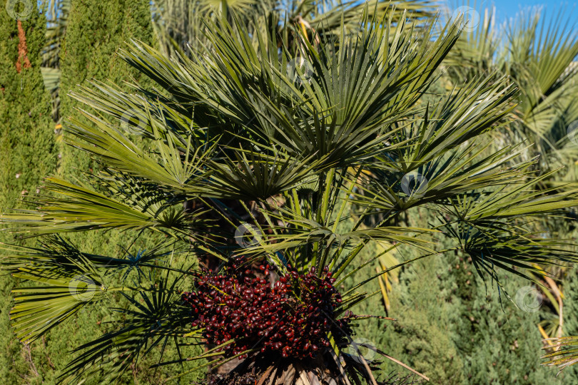 Скачать Замечательные пальмы Chamaerops humilis, европейские веерные или средиземноморские карликовые пальмы в кооперативном парке недалеко от морского торгового порта Сочи. Роскошные листья на фоне голубого неба. Солнечный зимний день. фотосток Ozero