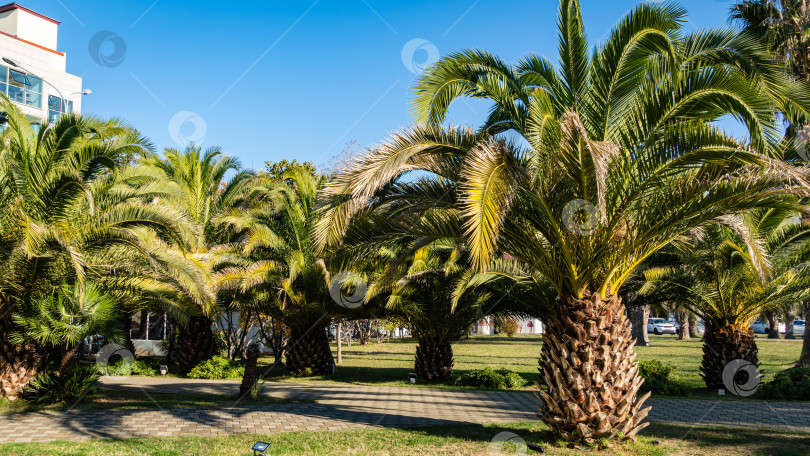 Скачать Красивые пальмы Канарских островов Финиковые пальмы (Phoenix canariensis) в кооперативном парке недалеко от Сочинского морского торгового порта. Роскошные листья на фоне голубого неба. фотосток Ozero