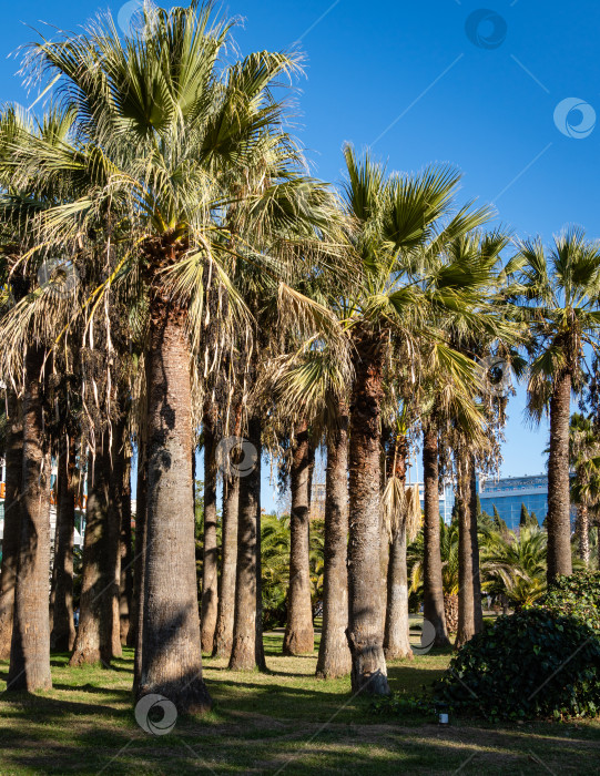 Скачать Пальмы Washingtonia filifera, широко известные как Калифорнийская веерная пальма, растут недалеко от Сочинского морского торгового порта. Кооперативный парк - место отдыха горожан и гостей города. фотосток Ozero