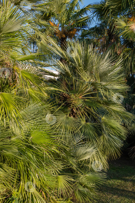 Скачать Красивая многоствольная пальма Chamaerops humilis, европейская веерная или средиземноморская карликовая пальма, окруженная вечнозелеными деревьями. Выборочный фокус. Ландшафтный парк города Сочи в лучах солнца на закате. фотосток Ozero