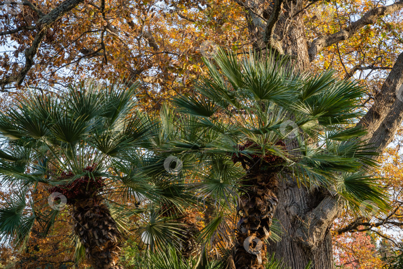 Скачать Красивая многоствольная пальма Chamaerops humilis, европейская веерная или средиземноморская карликовая пальма на размытом фоне желтой листвы огромного дерева. Закат. Ландшафтный парк в декабре. Сочи. фотосток Ozero