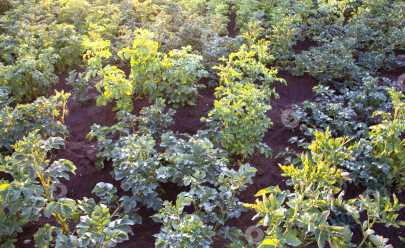 Скачать Ряды картофеля на фермерском поле. Выращивание картофеля, картофельное поле, органические овощи. фотосток Ozero
