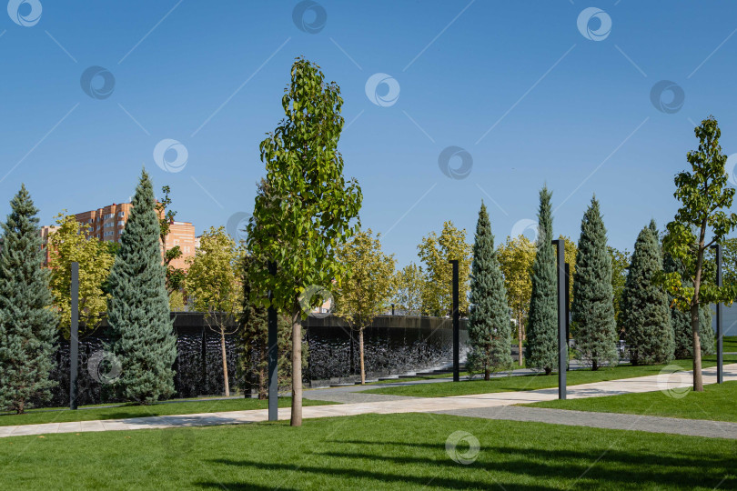 Скачать Кипарис аризонский (Cupressus arizonica) "Голубой лед". Городской парк Краснодара или парк Галицкого. Аллея кипарисов Аризоны на фоне чашеобразного фонтана. фотосток Ozero