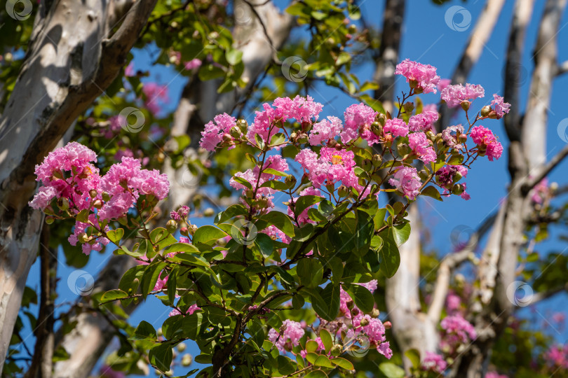 Скачать Огромные деревья мирта обыкновенного (Lagerstroemia indica) цветут розовыми цветами. Городской парк "Краснодар" или парк Галицкого для отдыха и прогулок. Крупный план. Ландшафтный парк вокруг футбольного стадиона. фотосток Ozero