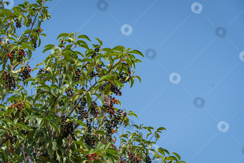 Скачать Городской парк "Краснодар" или парк Галицкого. Вечнозеленый Prunus lusitanica (португальский лавр) с красными и черными ягодами в городском парке. Общественный ландшафтный парк для отдыха и прогулок солнечной осенью. фотосток Ozero