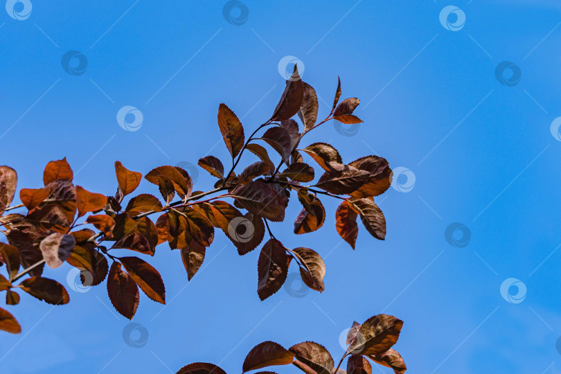 Скачать Красивое дерево Prunus Cerasifera Pissardii. Красные листья на ветке дерева на фоне голубого неба. Выборочный фокус. Весенний ландшафтный сад. Свежие обои, концепция природы для дизайна. Есть место для текста. фотосток Ozero