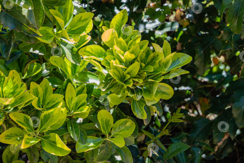 Скачать Euonymus japonicus Aureo-Marginata с пестрыми зелено-желтыми листьями на размытом темно-зеленом фоне. Выборочный фокус. Весенний ландшафтный сад. Элегантный фон для естественного дизайна. фотосток Ozero