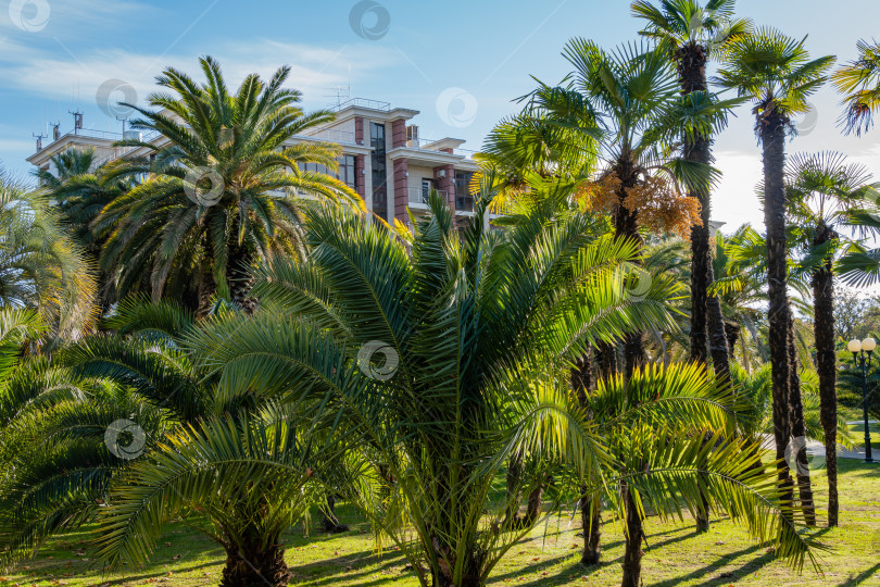 Скачать Пальмы китайской ветряной мельницы (Trachycarpus fortunei) и финиковая пальма Канарского острова (Phoenix canariensis) на фоне голубого неба и многоэтажного здания отеля. фотосток Ozero