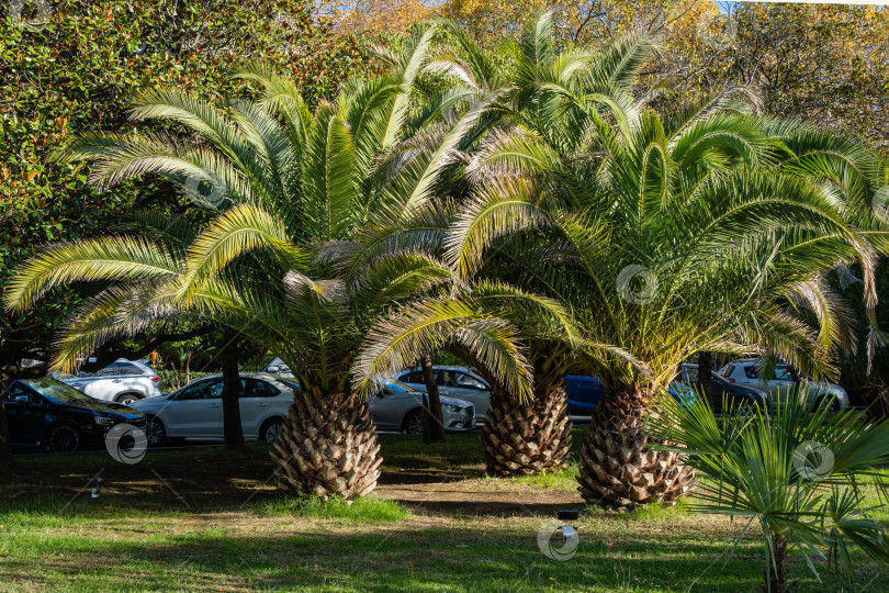 Скачать Красивые пальмы Канарских островов Финиковые пальмы (Phoenix canariensis) в кооперативном парке недалеко от Сочинского морского торгового порта. На заднем плане припаркованные автомобили в тени пальм. фотосток Ozero