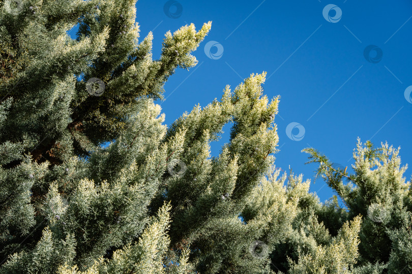 Скачать Кипарис аризонский (Cupressus arizonica) "Голубой лед" в кооперативном парке недалеко от морского торгового порта Сочи. Крупные планы. Общественный ландшафтный парк с тропическими декоративными деревьями. Центр города. Место отдыха. фотосток Ozero