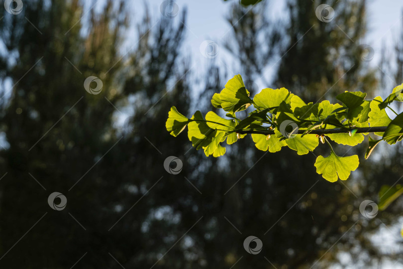 Скачать Дерево гинкго (гинкго билоба) или гинкго с ярко-зелеными молодыми листьями на размытом фоне зеленой листвы и голубого неба. Солнце на закате. Выборочный фокус. Крупный план. Концепция природы свежих обоев. фотосток Ozero