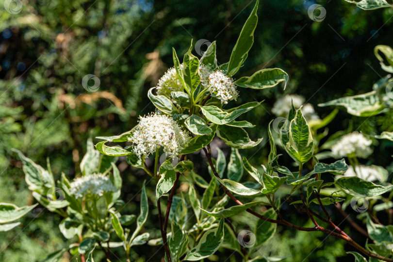 Скачать Крупные соцветия белых цветов Cornus alba Elegantissima или Swidina white на размытом темно-зеленом фоне вечнозеленых растений. Избирательный фокус. Цветущий пестрый кустарник в весеннем саду. фотосток Ozero