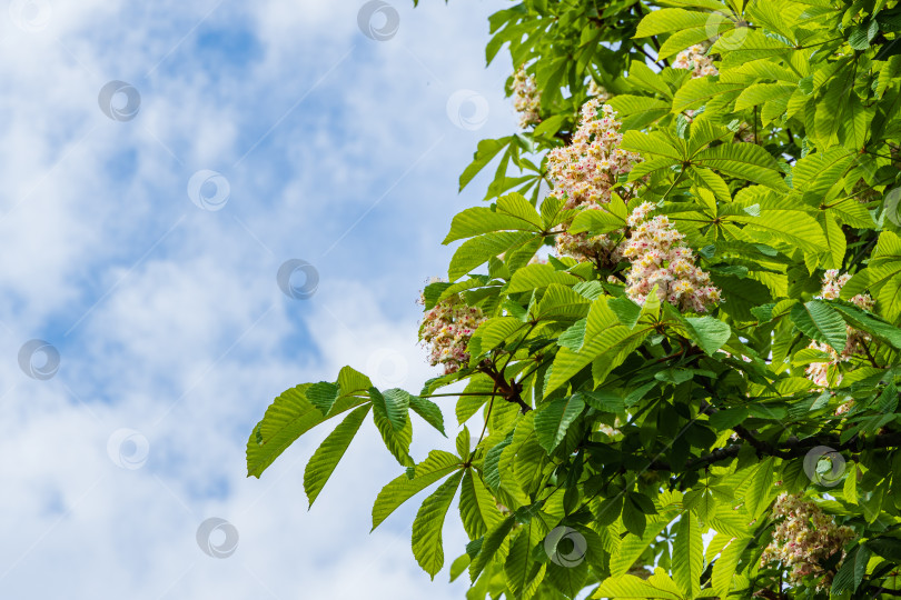 Скачать Цветущий конский каштан (Aesculus hippocastanum, каштан каштановый) на фоне голубого неба с облаками. Большие вертикальные свечи с соцветиями белых цветов на ветвях с зелеными резными листьями. Весенний день. фотосток Ozero