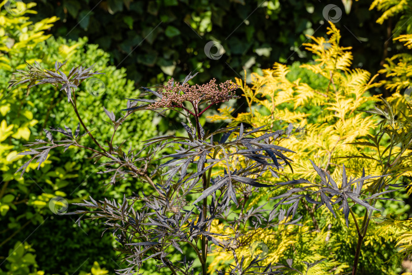 Скачать Черная бузина (Sambucus nigra) с цветочными бутонами на соцветиях. Красивые резные фиолетовые листья на размытом фоне желтых листьев туи западной и темных листьев плюща. Избирательный фокус. фотосток Ozero