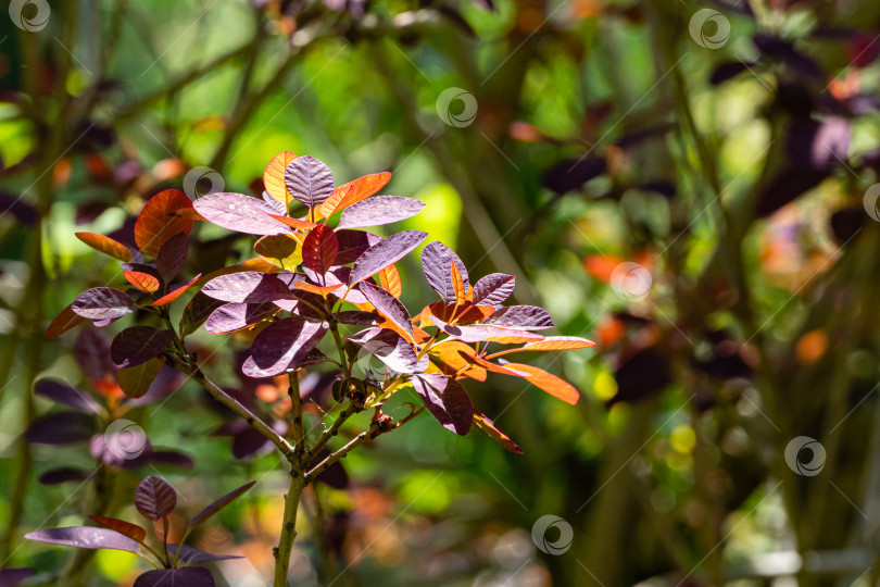 Скачать Молодые фиолетовые листья Cotinus coggygria Royal Purple (Rhus cotinus, европейский смокитри) на размытом зеленом фоне. Выборочный фокус. Вечнозеленый ландшафтный сад. Концепция природы для дизайна. фотосток Ozero