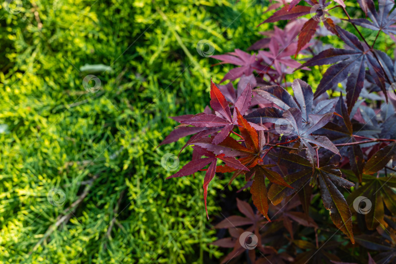 Скачать Японский клен Acer palmatum atropurpureum на размытом фоне золотистой листвы можжевельника. Берег пруда. Молодые листья красного цвета. Ландшафтный сад. Есть место для текста. фотосток Ozero