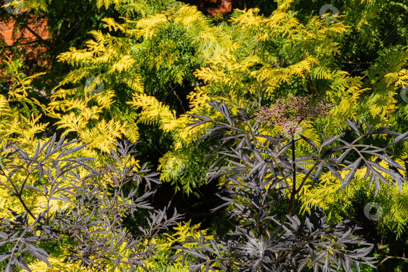 Скачать Черная бузина (Sambucus nigra) с цветочными бутонами на соцветиях. Красивые резные фиолетовые листья на размытом фоне желтых листьев туи западной. Селективный фокус.  Ландшафтный сад. фотосток Ozero
