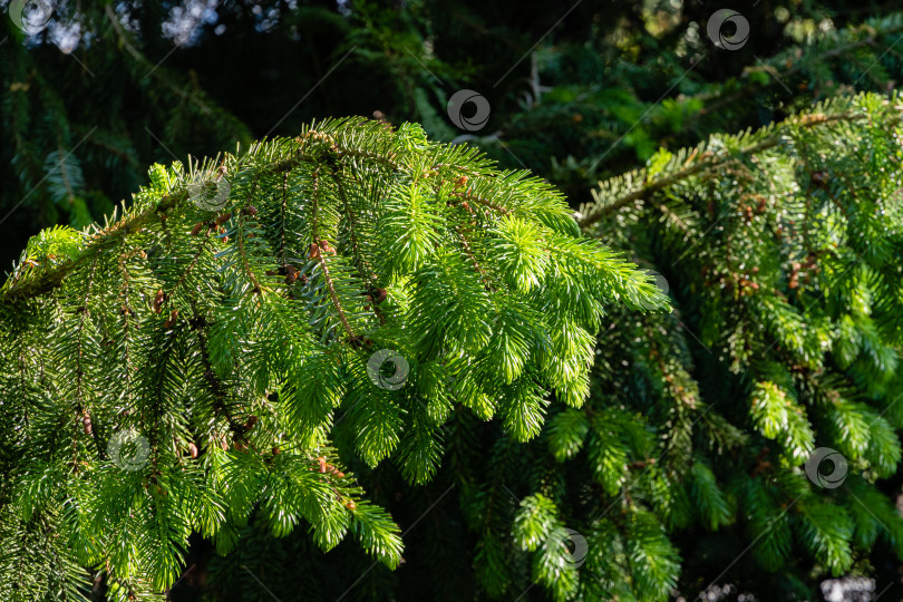 Скачать Молодые светло-зеленые побеги ели Picea omorika на размытом темном фоне. Выборочный фокус. Ветви с короткими полосатыми иглами, характерные для сербской ели. Концепция природы для дизайна. фотосток Ozero