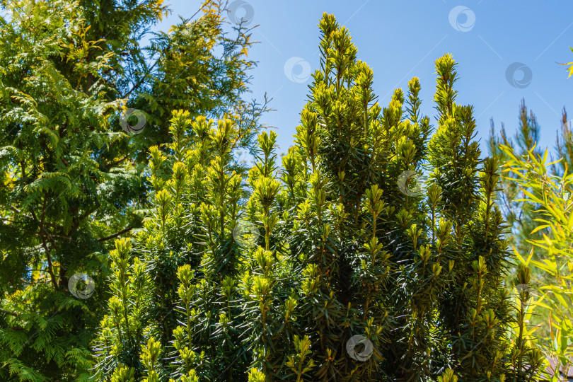 Скачать Вертикально растущие ветви тиса Taxus baccata Fastigiata Aurea (английский тис, европейский тис) на фоне голубого неба. Вечнозеленый ландшафтный сад. Природная концепция дизайна. фотосток Ozero