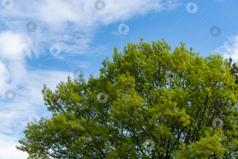 Скачать Красный дуб Quercus rubra на фоне голубого неба. Яркая молодая зеленая листва с желтыми сережками во время цветения. Весенний ландшафтный сад. Концепция природы для дизайна фотосток Ozero