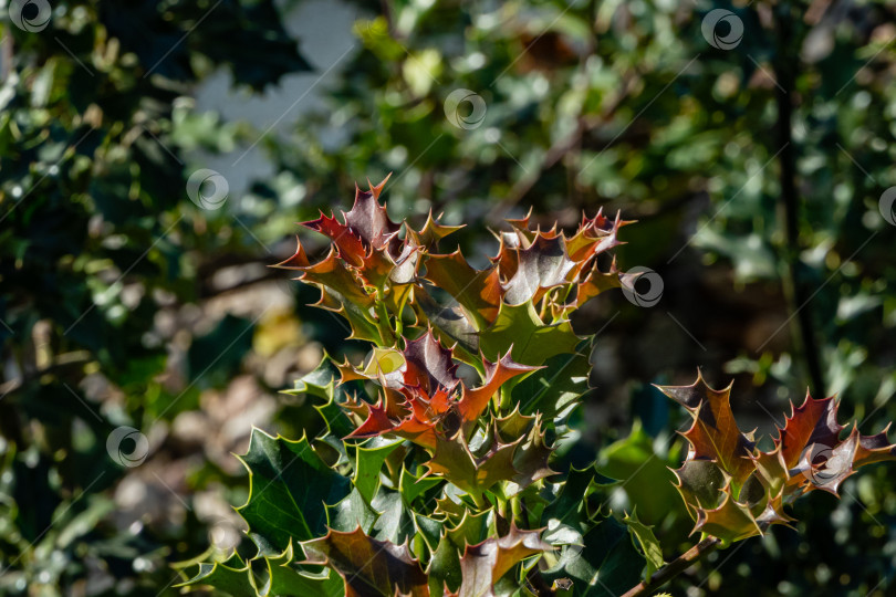 Скачать Рождественский куст остролиста ilex aquifolium. Размытый фон. Крупный план. Общественный ландшафтный парк "Краснодар" или "Парк Галицкого". Концепция природы для дизайна. Солнечный осенний день 2020 фотосток Ozero