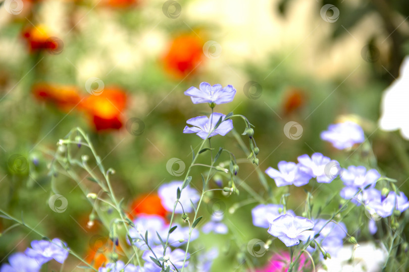 Скачать Цветы синей сирени Linum крупным планом с каплями воды, лен фотосток Ozero