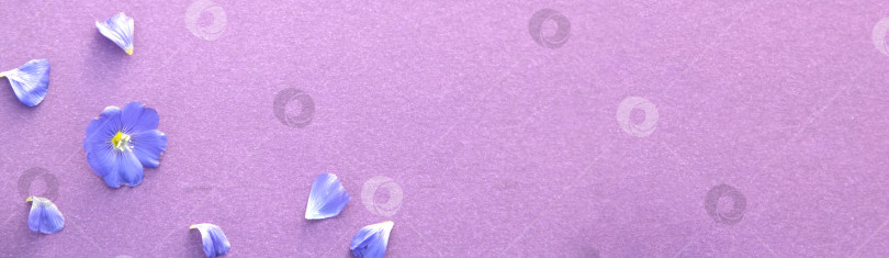 Скачать фиолетовый фон, изображение весенних сиренево-фиолетовых цветов, абстрактный мягкий цветочный фон. мягкий фокус фотосток Ozero