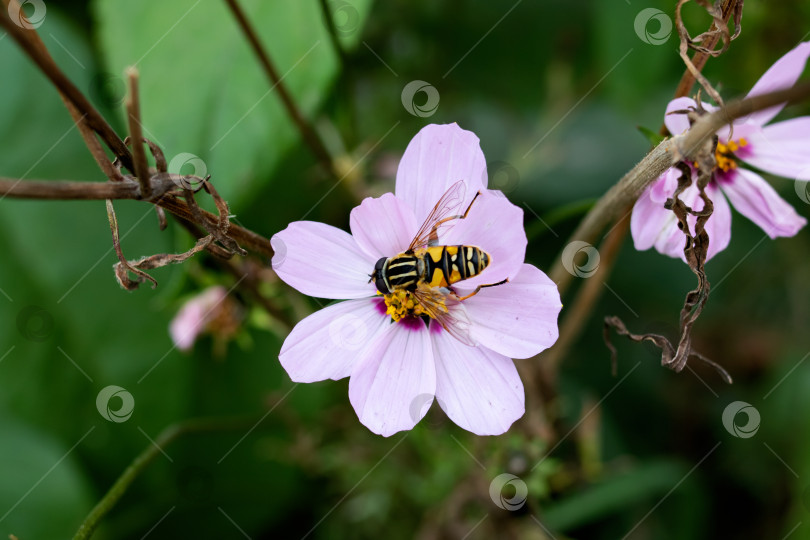 Скачать Пчела на розовом цветке крупным планом фотосток Ozero