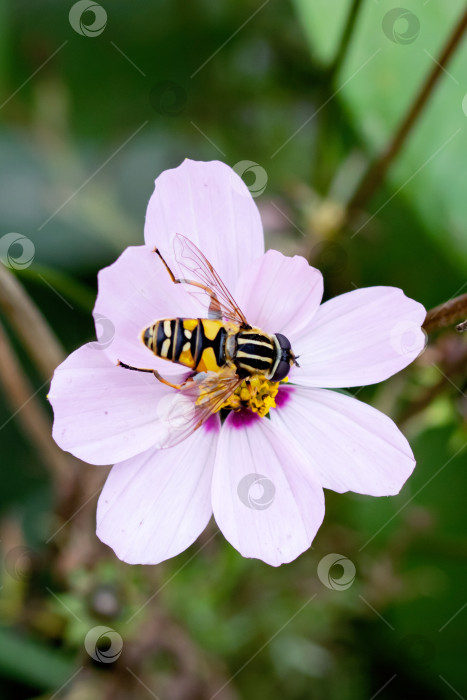 Скачать Пчела на розовом цветке крупным планом фотосток Ozero