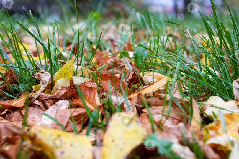 Скачать Желтые осенние листья на зеленой траве крупным планом фотосток Ozero