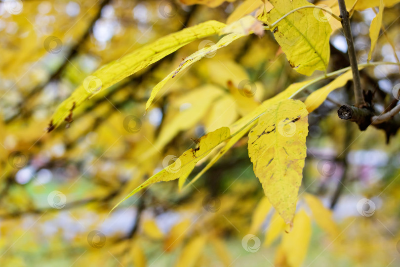 Скачать Желтые листья на ветке дерева крупным планом фотосток Ozero
