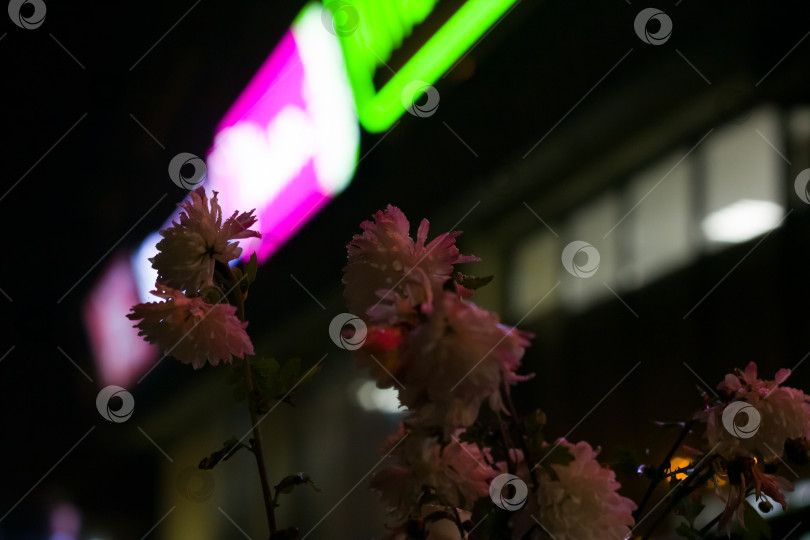 Скачать Белые цветы на фоне ночных огней фотосток Ozero