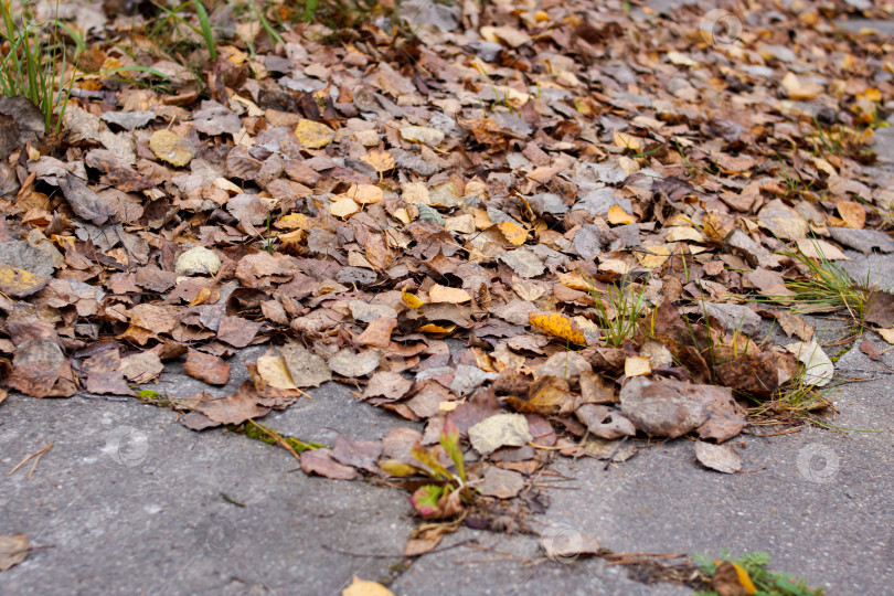Скачать Трава и желтые листья на тротуаре фотосток Ozero