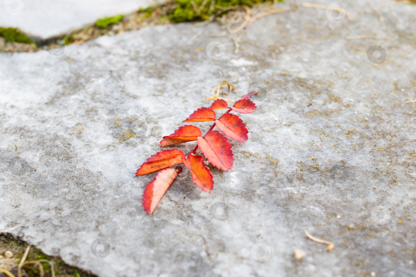 Скачать Зеленый мох и красные листья на старых камнях крупным планом фотосток Ozero