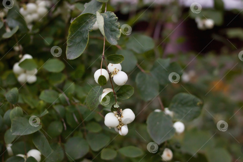 Скачать Тонкие зеленые листья и белые ягоды растения крупным планом фотосток Ozero