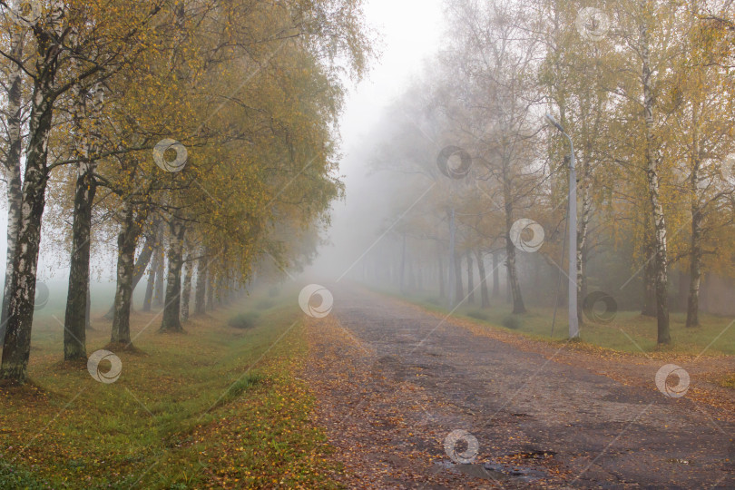Скачать Дорога и желтые осенние деревья в тумане фотосток Ozero
