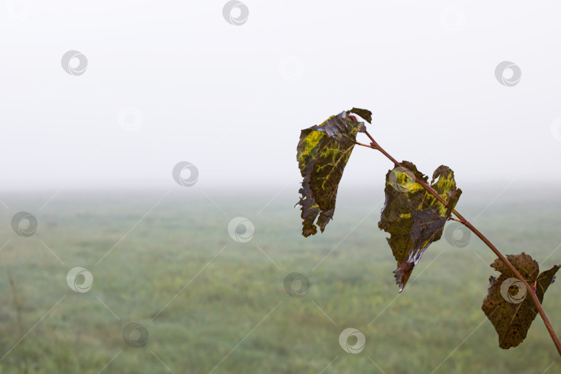 Скачать Желтые осенние листья на фоне поля в тумане фотосток Ozero