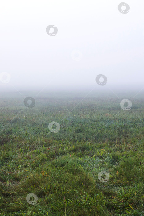 Скачать Утренний туман на зеленом поле крупным планом фотосток Ozero