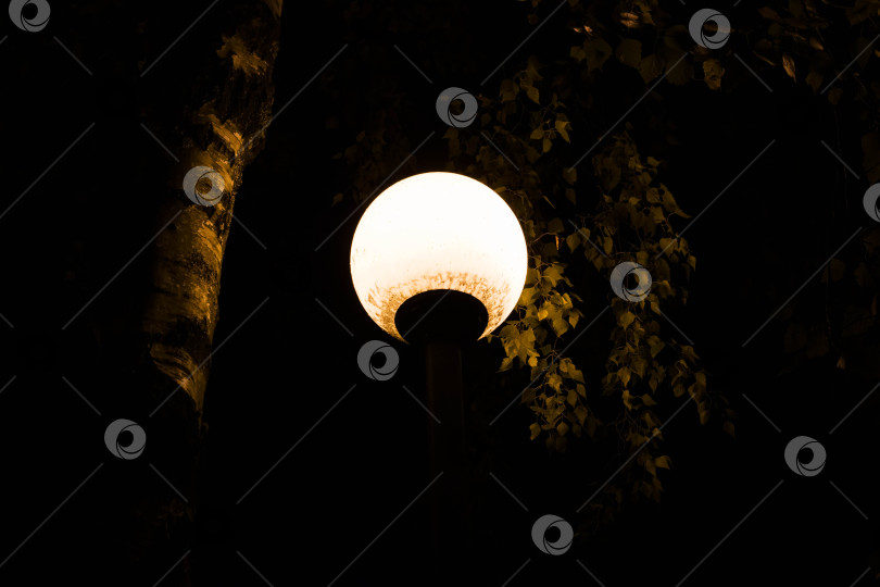 Скачать Фонарь в темноте освещает листья дерева фотосток Ozero